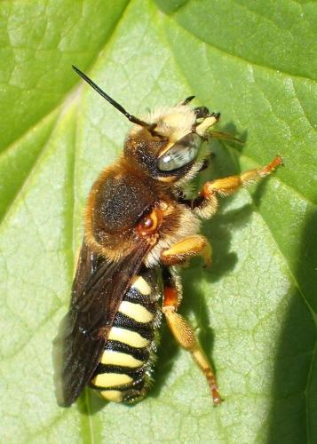 Réf. 222 930 : Rhodanthidium septemdentatum